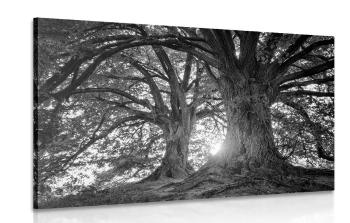 Obraz majestatyczne drzewa w wersji czarno-białej - 90x60