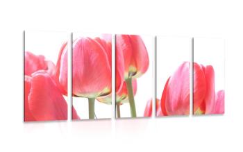 5-częściowy obraz czerwone poln tulipany - 100x50