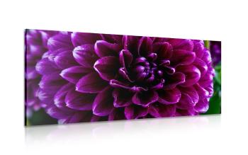 Obraz fioletowo-purpurowy kwiat - 100x50