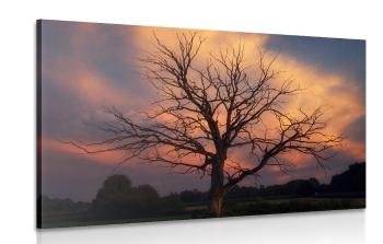 Obraz piękne drzewo na łące - 90x60