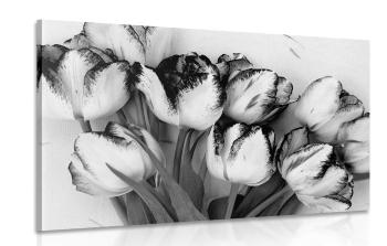 Obraz wiosenne tulipany w wersji czarno-białej - 120x80