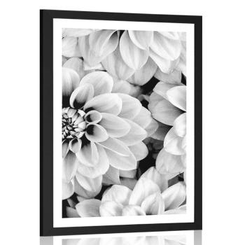 Plakat z passe-partout  kwiaty dalii w czerni i bieli - 20x30 white