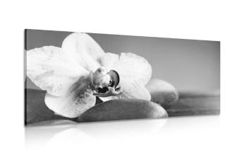 Obraz orchidea i kamienie w wersji czarno-białej