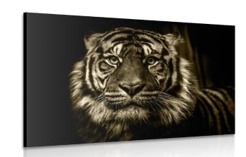 Obraz tygrys w sepii - 120x80