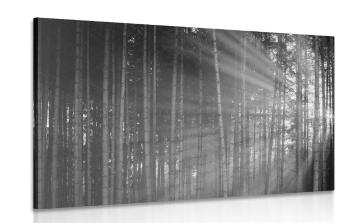 Obraz słońce za drzewami w wersji czarno-białej