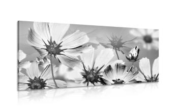Obraz kwiaty ogrodowe w wersji czarno-białej - 120x60