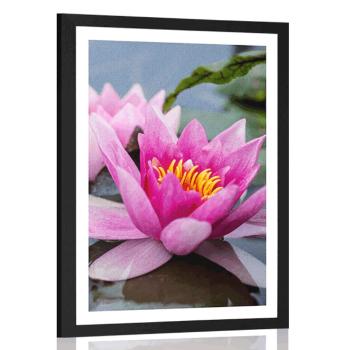 Plakat z passe-partout różowy kwiat lotosu - 60x90 white
