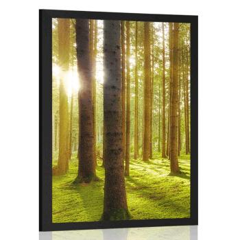 Plakat słoneczny poranek w lesie - 30x45 black