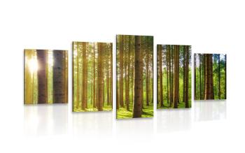5-częściowy obraz poranek w lesie - 100x50