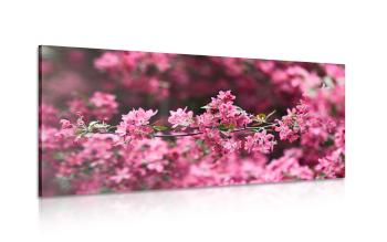Obraz kwiaty wiśni szczegółowo - 100x50
