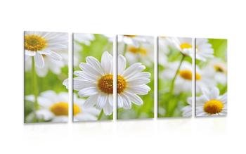 5-częściowy obraz wiosenna łąka pełna kwiatów - 100x50