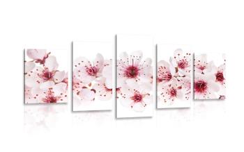 5-częściowy obraz kwiaty wiśni - 100x50