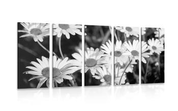5-częściowy obraz stokrotki w ogrodzie w wersji czarno-białej - 200x100