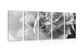5-częściowy obraz płatki z goździków w wersji czarno-białej - 200x100