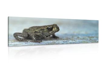 Obraz żaba - 150x50