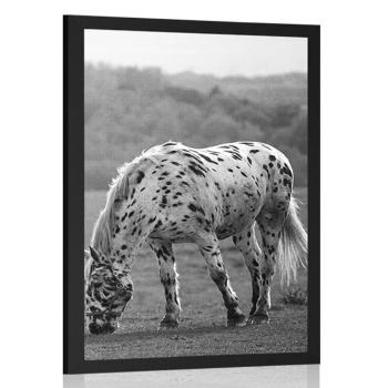 Plakat koń na łące w czerni i bieli - 30x45 white
