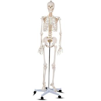 Szkielet, model człowieka anatomia, ze stojakiem