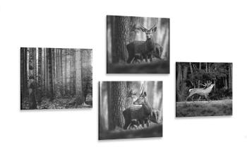 Zestaw obrazów zwierzęta leśne w wersji czarno-białej - 4x 40x40