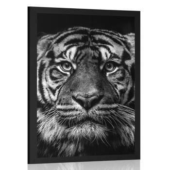 Plakat tygrys w czerni i bieli - 40x60 silver
