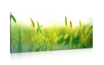 Obraz źdźbła trawy w kolorze zielonym - 100x50