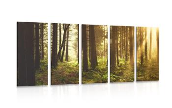 5-częściowy obraz las skąpany w słońcu - 100x50