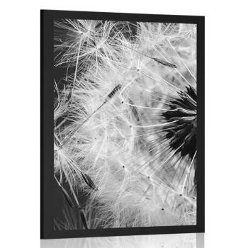 Plakat nasiona mniszka lekarskiego w czerni i bieli - 40x60 black