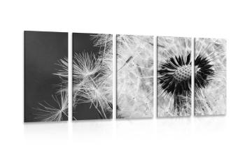 5-częściowy obraz nasiona mniszka lekarskiego w wersji czarno-białej - 100x50