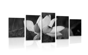 5-częściowy obraz delikatny kwiat lotosu w wersji czarno-białej - 200x100