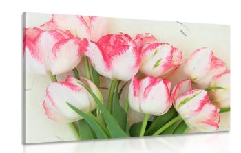 Obraz tulipany wiosenne - 120x80