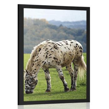 Plakat koń na łące - 40x60 silver