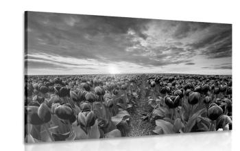 Obraz wschód słońca na łące z tulipanami w wersji czarno-białej