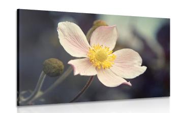 Obraz delikatność kwiatu - 120x80