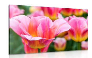 Obraz łąka różowych tulipanów - 120x80