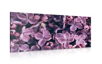 Obraz fioletowe kwiaty bzu - 120x60