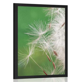 Plakat nasiona dmuchawca - 40x60 white