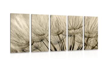 5-częściowy obraz nasiona dmuchawca w kolorze sepii - 100x50
