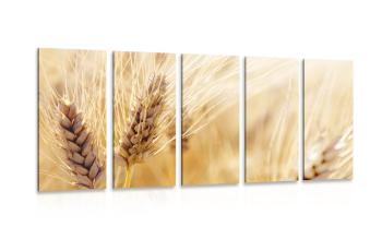 5-częściowy obraz pole pszenicy - 100x50