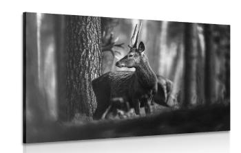 Obraz jeleń w lesie sosnowym w wersji czarno-białej
