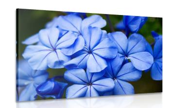 Obraz dzikie niebieskie kwiaty - 90x60