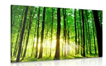 Obraz bujny, zielony las - 90x60