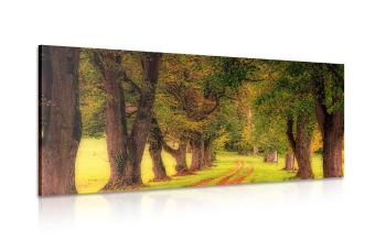Obraz ścieżka przez jesienny las - 120x60