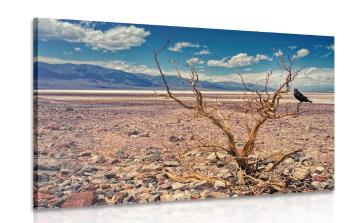 Obraz kraina suszy - 90x60