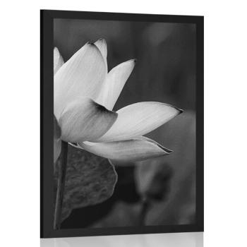Plakat delikatny kwiat lotosu w czarno-białym kolorze - 20x30 black