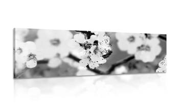 Obraz kwiaty na drzewie wiosną w wersji czarno-białej - 150x50
