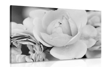 Obraz pełen róż w wersji czarno-białej - 120x80
