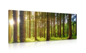 Obraz poranek w lesie - 100x50