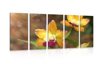 5-częściowy obraz pomarańczowa orchidea - 200x100