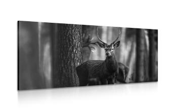 Obraz jeleń w lesie w wersji czarno-białej - 100x50