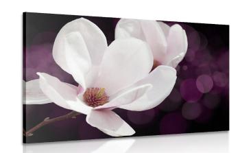 Obraz kwiat magnolii na abstrakcyjnym tle - 120x80