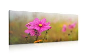 Obraz kwitnący różowy kwiat - 100x50